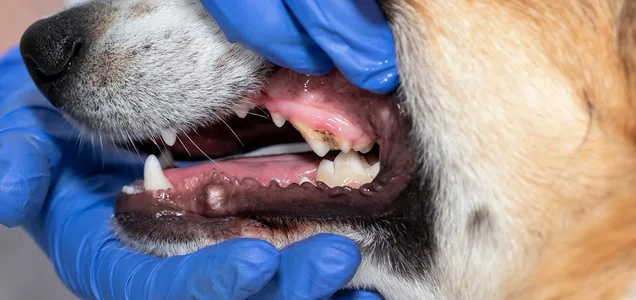 A dog's teeth with plaque and tartar buildup
